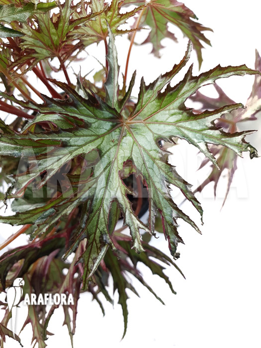 Begonia sp ‚India U614‘