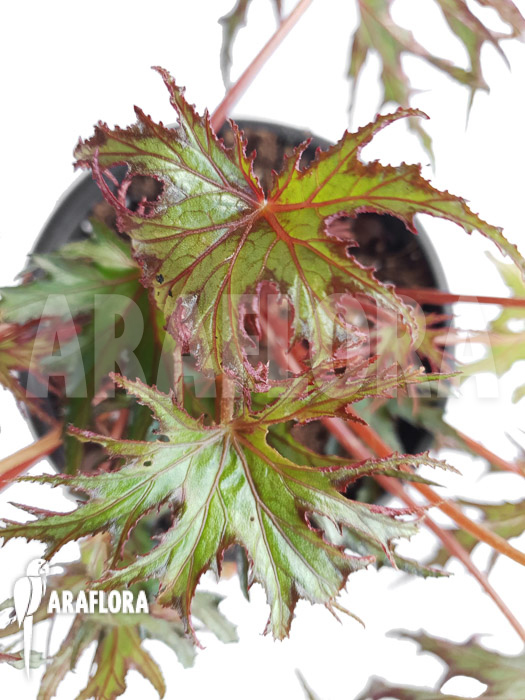 Begonia sp ‚India U614‘