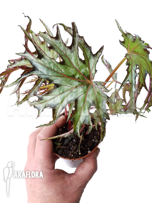 Begonia sp ‚India U614‘