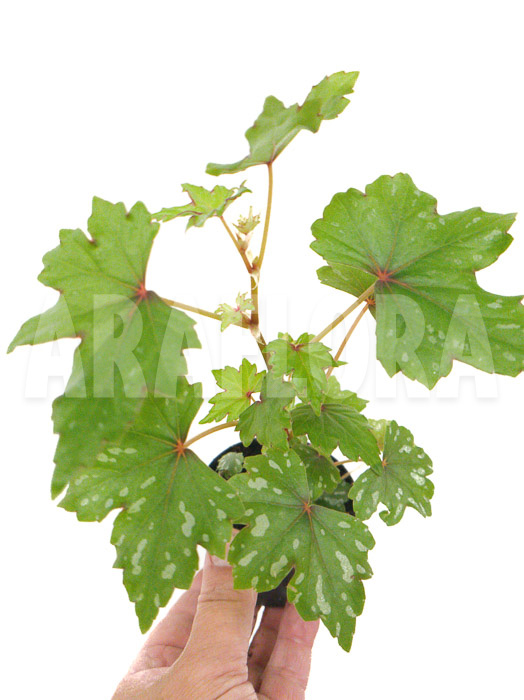 Begonia sp South-Africa