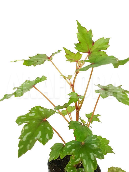 Begonia sp South-Africa