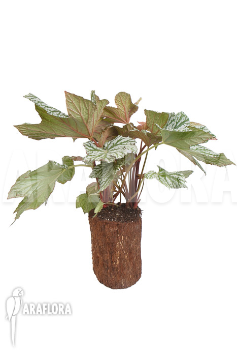 Begonia x ‚Silver Maples‘