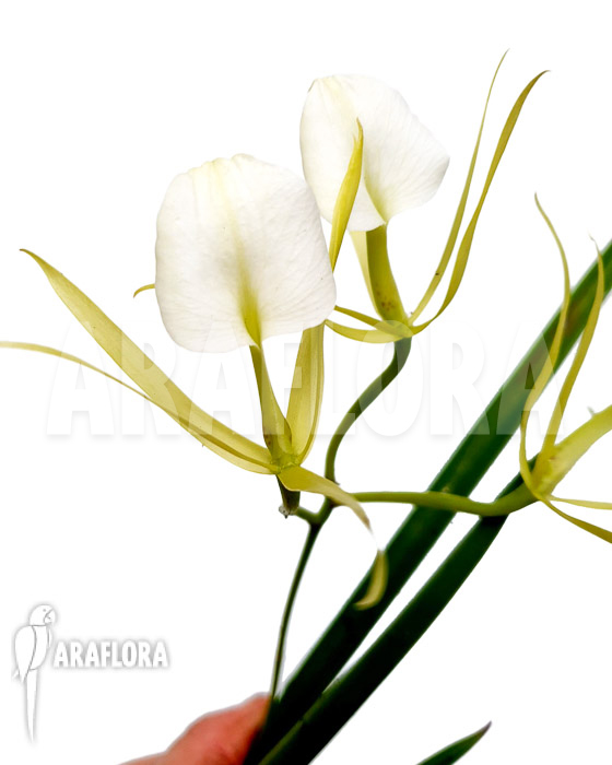 Brassavola nodosa ‚lady of the night‘