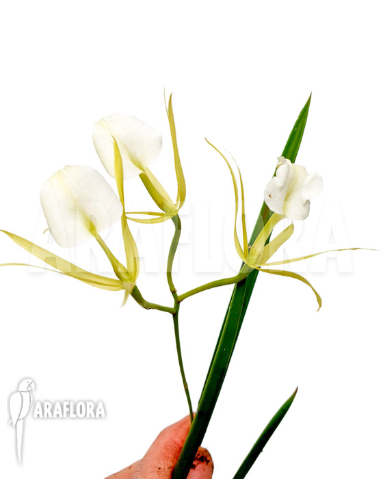 Brassavola nodosa ‚lady of the night‘