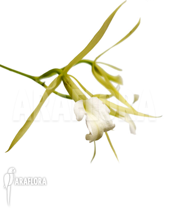 Brassavola nodosa ‚lady of the night‘