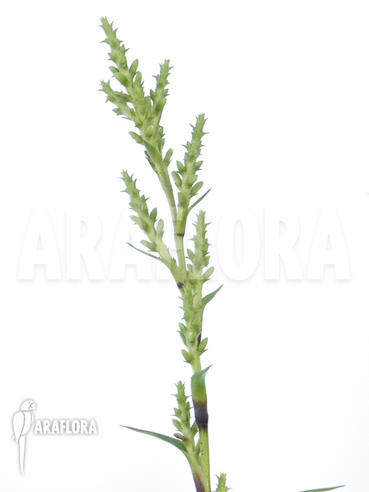 Brocchinia acuminata