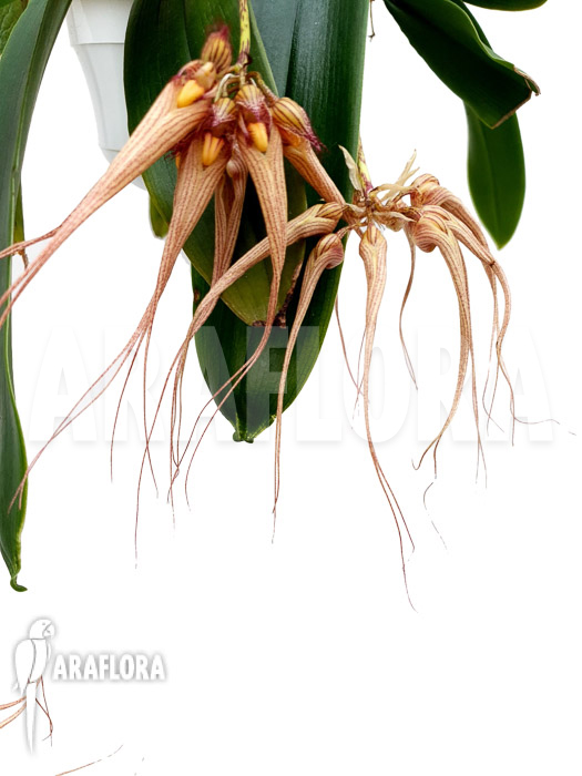 Bulbophyllum ‚Louis Sander‘