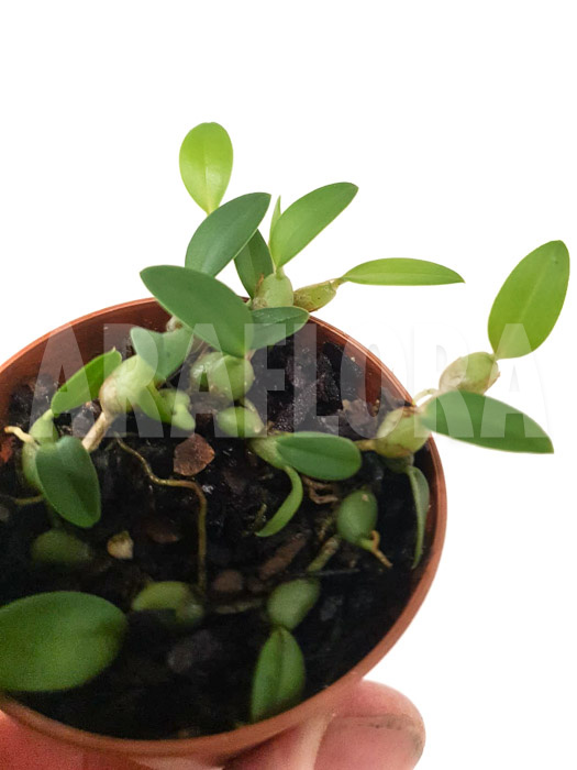 Bulbophyllum depressum