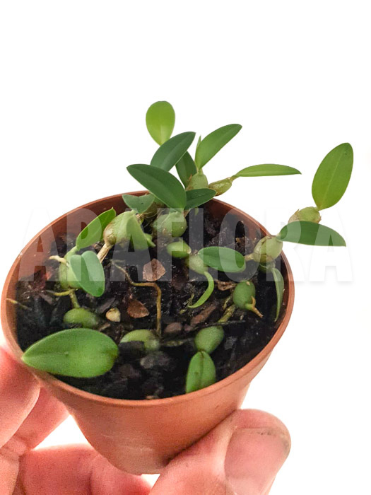 Bulbophyllum depressum