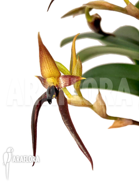 Bulbophyllum nymphopolitanum