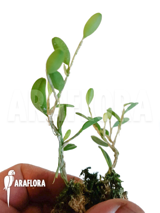 Bulbophyllum sessile