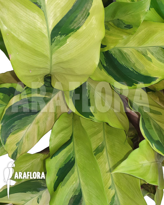 Calathea ‚Yellow Fusion‘