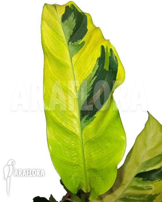 Calathea ‚Yellow Fusion‘