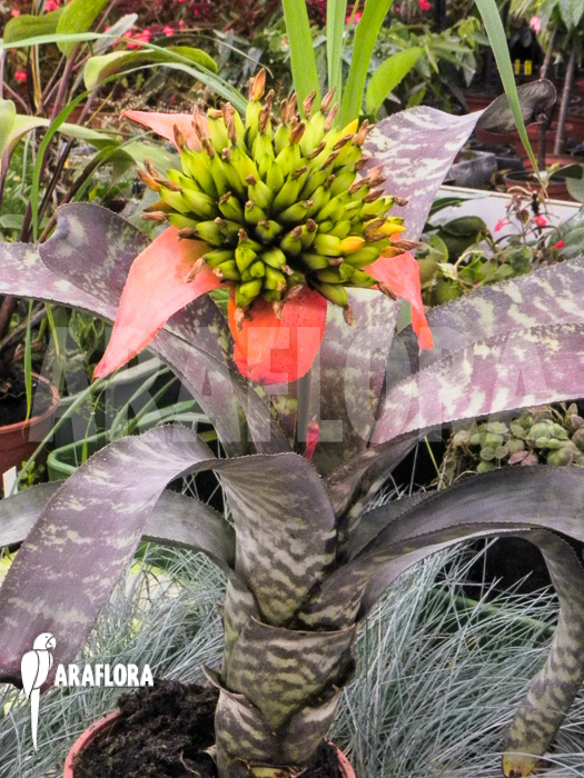 Canistrum seidelianum