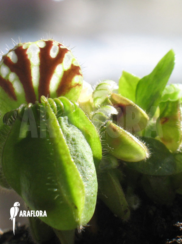 Cephalotus follicularis ‚Type a‘