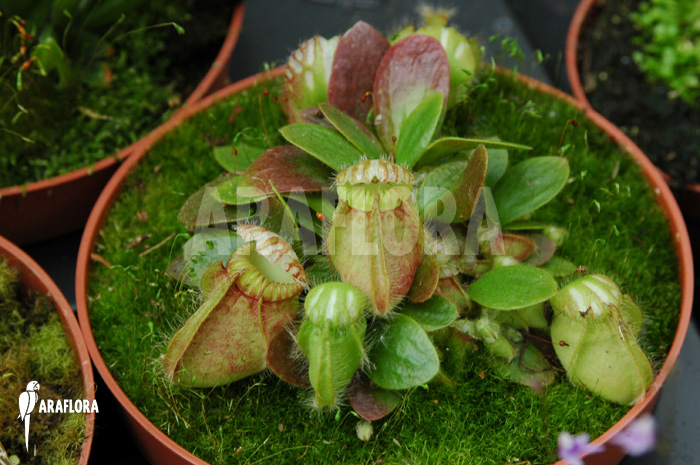 Cephalotus follicularis ‚Type a‘