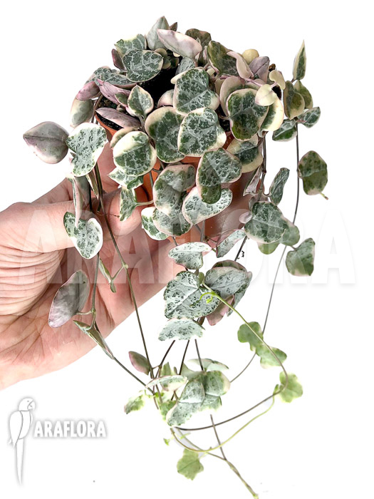 Ceropegia woodii ’string of hearts‘