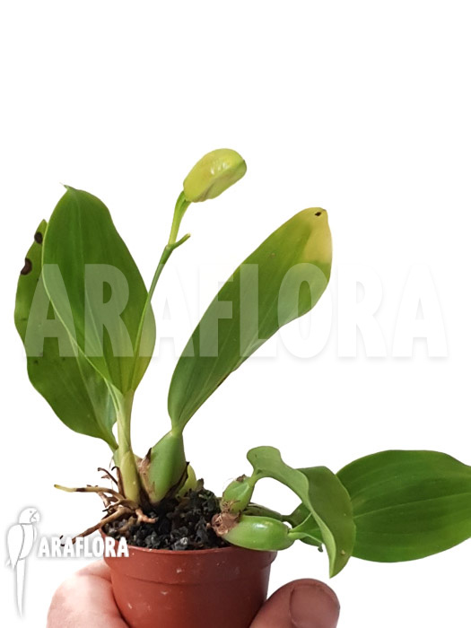 Coelogyne carinata