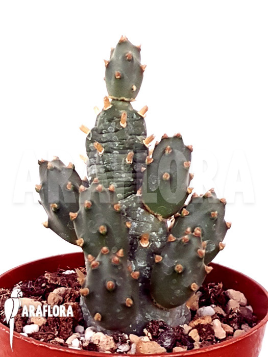 Cumulopuntia flavispina