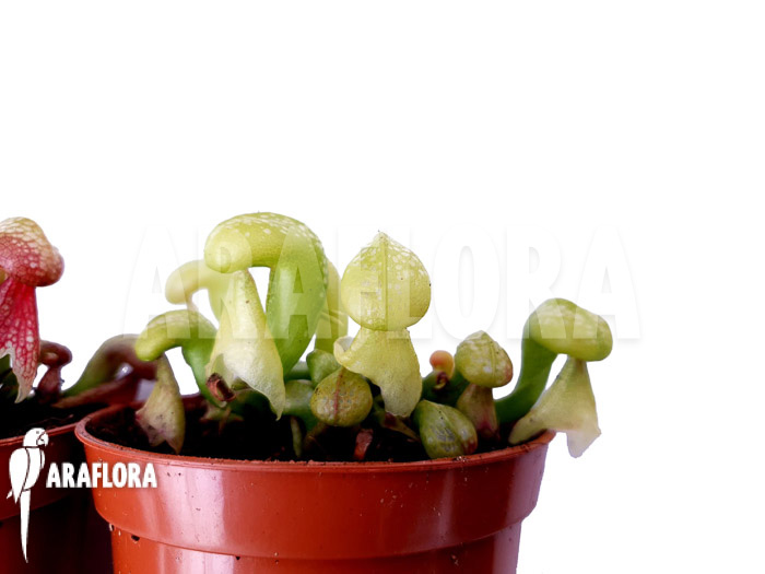 Darlingtonia-californica-Green-Red-6
