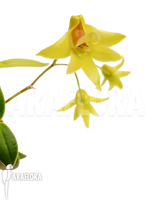 Dendrobium catenatum