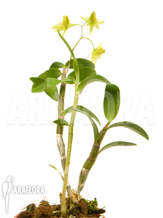 Dendrobium catenatum