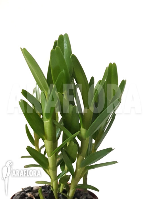 Dendrobium erectifolium