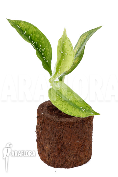 Dieffenbachia hybrid (Crocodile) M