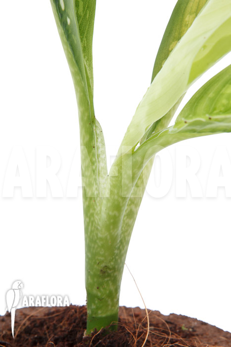 Dieffenbachia hybrid (Crocodile) M