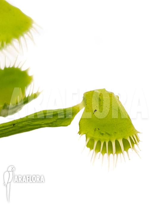 Dionaea muscipula ‚Splash‘