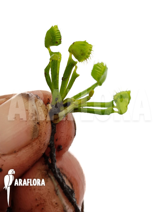 Dionaea muscipula ‚Splash‘ ‚Medium‘