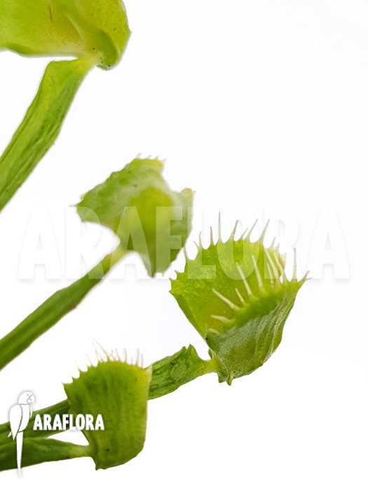 Dionaea muscipula ‚Splash‘ ‚Medium‘