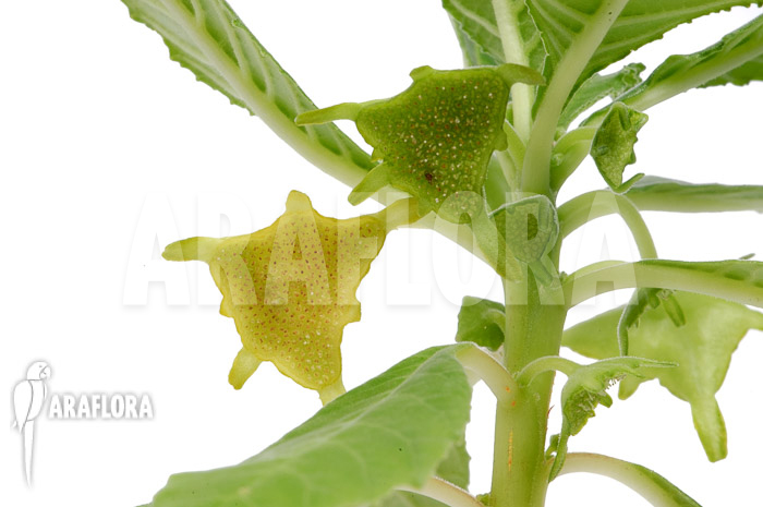 Dorstenia zanzibarica