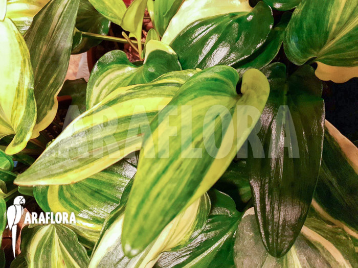 Drimiopsis maculata variegata