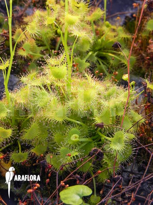 Drosera-hookerii-2