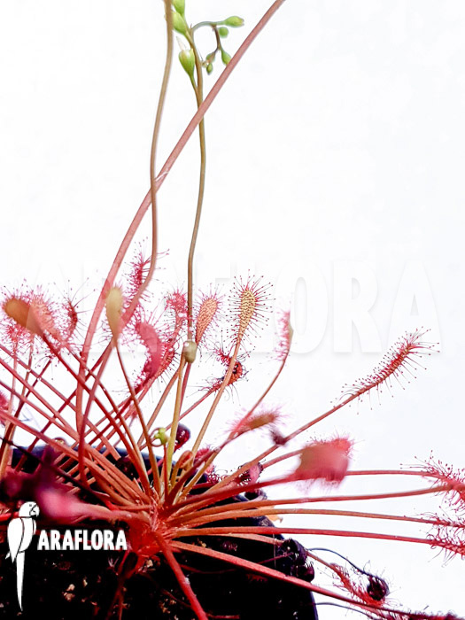 Drosera intermedia (USA Tropical)