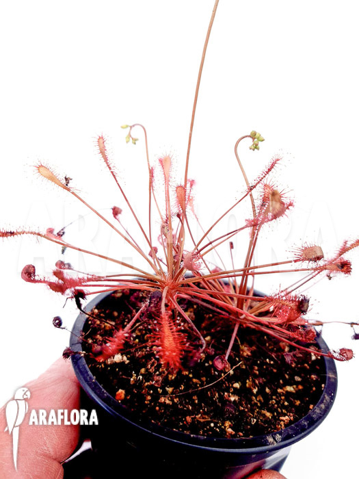 Drosera intermedia (USA Tropical)