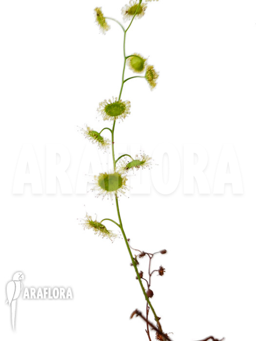 Drosera myriantha