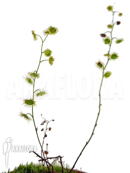 Drosera myriantha