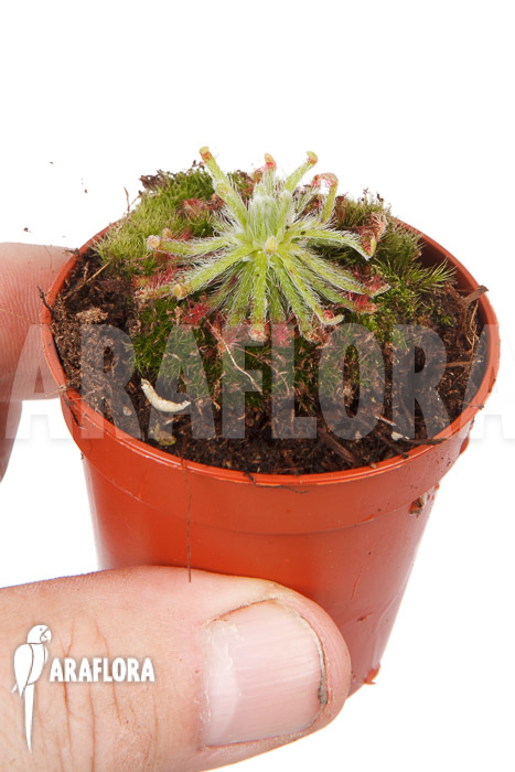 Drosera neocaledonica
