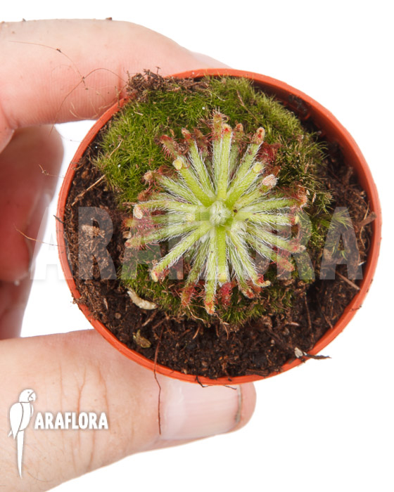 Drosera neocaledonica