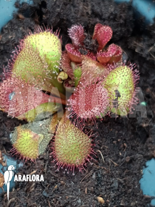 Drosera praefolia