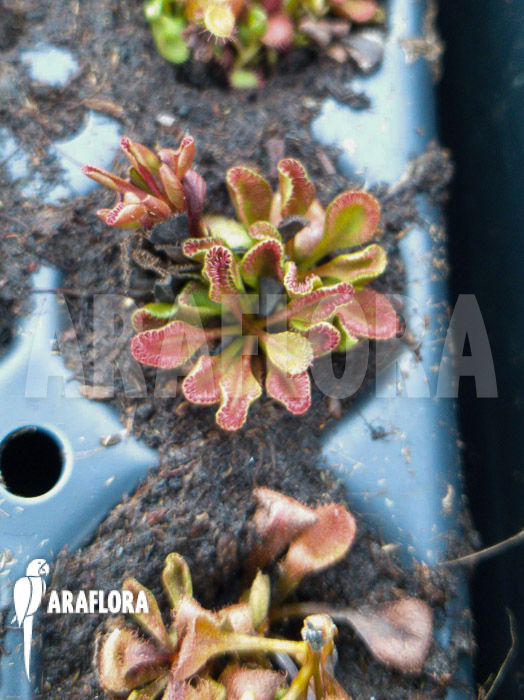 Drosera praefolia
