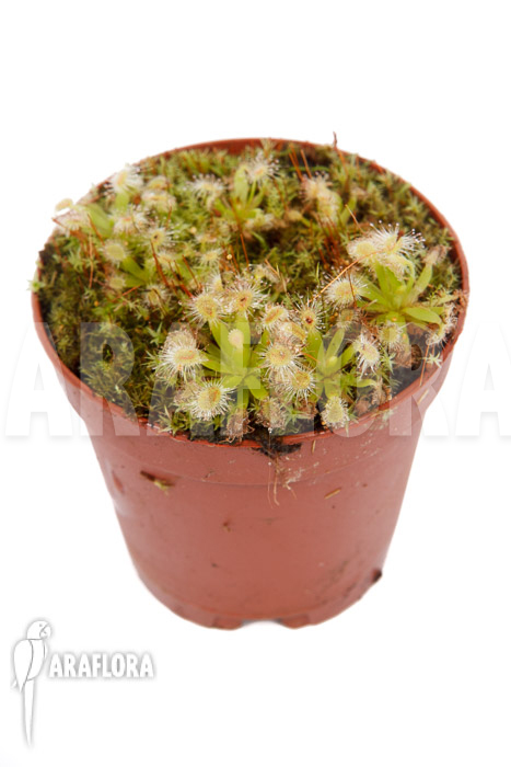 Drosera pulchella