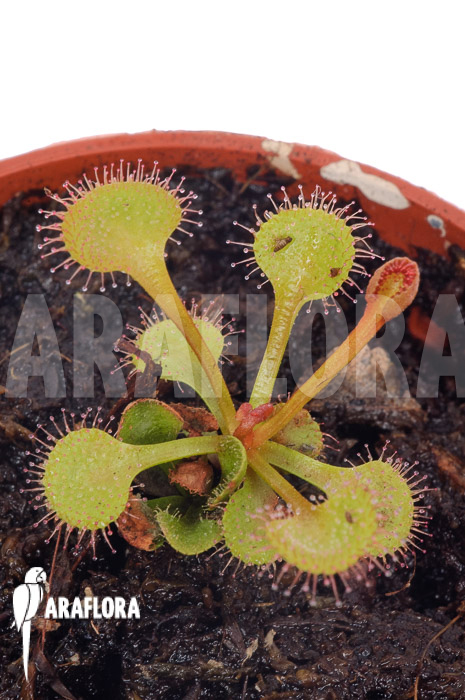 Drosera rupicola ‚S‘