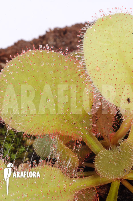 Drosera x Andromeda