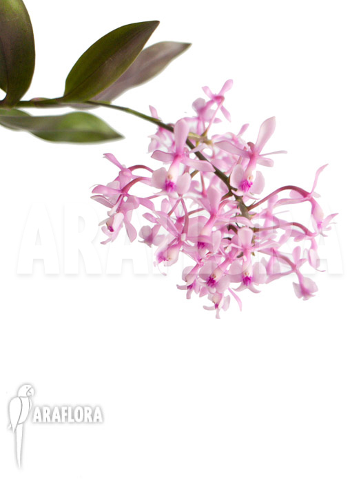 Epidendrum Anika Hassinger