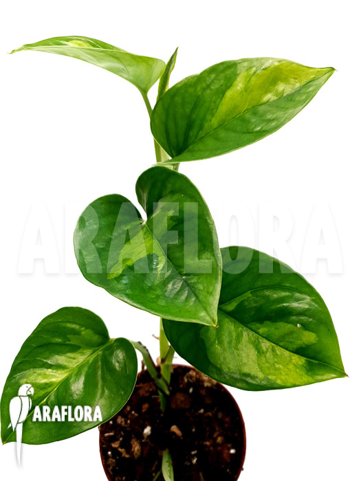 Epipremnum aureum ‚Global Green‘ starter