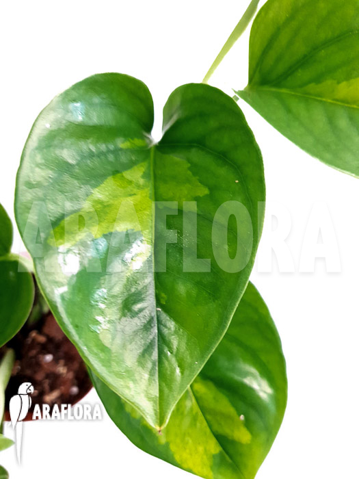 Epipremnum aureum ‚Global Green‘ starter