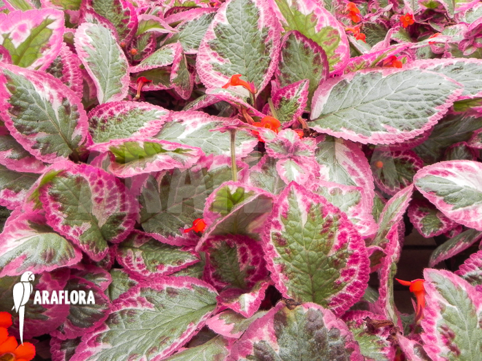 Episcia cupreata Cleopatra